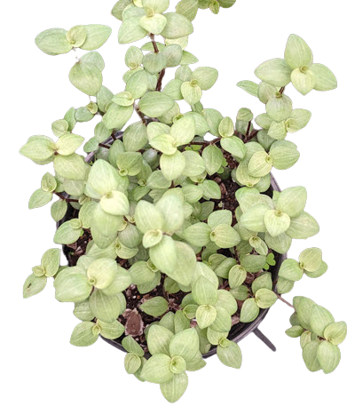 Tortuga Bolivian